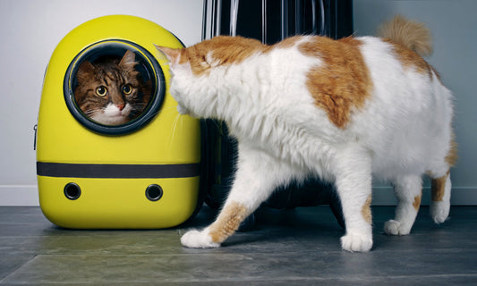 Why ORI’s Granular Tofu Cat Litter is the Best Choice for Automatic Self-Cleaning Litter Boxes (Including Litter-Robot 4!)